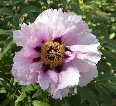 Charlotte Florist Peonies