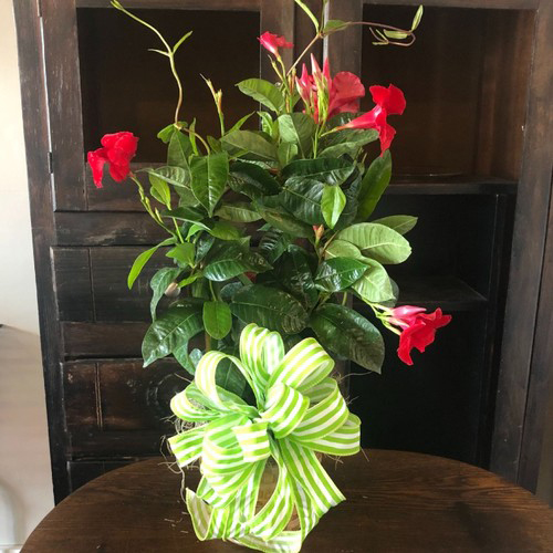 6 inch Red Mandevilla Vine